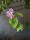 Dogwood
