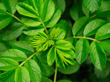 Whorled Branches with Developing Leaves of a Rose Bush