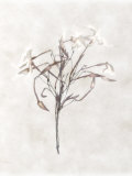 Still Life of a Flower