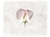 Still Life of a Flower
