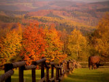 Autumn Scenery with Horses Grazing and Corral  Germany