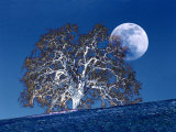 Oak Tree and Moonrise