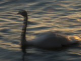 Swan on Lake Zurich