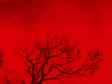 Tree Silhouette Against a Red Sky
