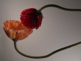 Two Poppy Flowers