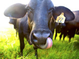 Close-Up of Cow with Tongue Up its Nose