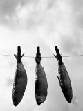 Drying Sardines on Clothesline