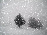 Sudden Snow Flurry