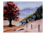 Huge Orange Tree in Foreground  Two Barns and Fence in Background