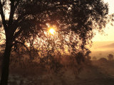 Rising Sun Coming Through Trees with Early Morning Mist  Riebeek East  Eastern Cape  South Africa