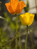 Close-up of Sunlit Poppies