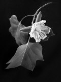 Tulip Tree Blossom