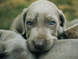 Portrait of a Weimaraner Puppy with Litter Mates