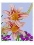 Rlowers  Two Daylilies in a Bed of Carnations