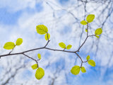 American Beech Leaves on a Branch