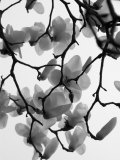Magnolia Blossoms Silhouetted in Black and White on a Tree