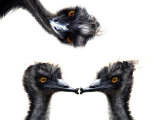Kissing Emus