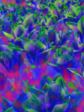 Field of Funky Colored Tulips