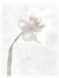 Still Life of a Flower