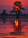 Cypress Swamp at Sunrise  Texas  USA