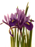Spring Flowers: Iris