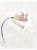 Still Life of a Flower