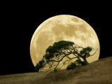 Windswept Live Oak Tree and Rising Full Moon at Night