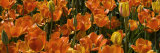 Panoramic Detail of a Bed of Tulip Flowers