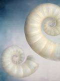 Still Life of Two Shells