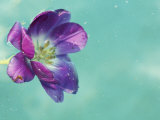 Flower Floating in Water