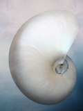 Still Life of a Shell