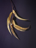 Dry Eucalyptus Leaves with Silver Seed Pod Against Plain Gray Background