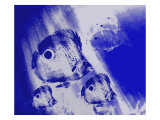 Four-Eye Butterflyfish Swim in the Blue Sea