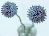 Still Life Photograph  Two Globe Thistles (Echinops Ritro)  Shot with Shallow Dof