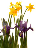 Spring Flowers: Daffodils  Iris and Muscari