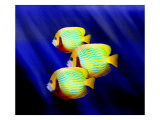 Angelfish Underwater
