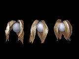 Three Gooseberries Side by Side
