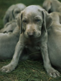 Portrait of a Weimaraner Puppy with Litter Mates