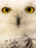 Close-Up of a Snowy Owl