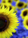 Sunflower Closeup