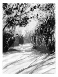 Trees and Shadows on Sand
