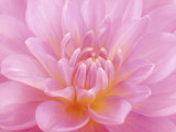 Still Life Photograph  Close-Up of Pink Dahlia