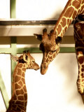 Giraffe Mother and Child Snuggle