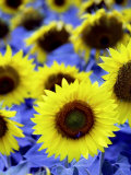 Sunflowers Closeup