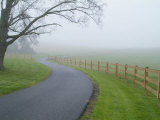 Misty Driveway