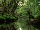 Image of a Swamp