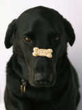 Black Lab with a Dog Biscuit on His Nose