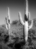 Two Saguaro (Carnegiea Gigantea) Cactii