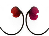 Two Poppies  Digital Art