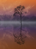 Composited Image of Tree and Reflection